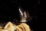 15F-BUTTERFLY FARM.JPG