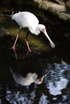6-BIRD PARK.JPG