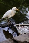 7-BIRD PARK.JPG