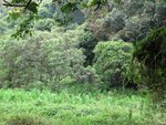 IMG_0799