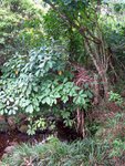 IMG_0806