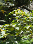 P2020427