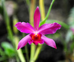 FJI_5534