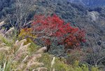 a玉山日出2