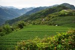 a阿里山高山茶園1