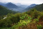 a阿里山高山茶園3-M2