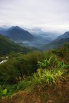 a阿里山高山茶園4