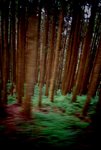 l 阿里山森林遊樂區16