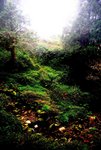 l 阿里山森林遊樂區17