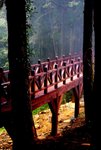 l 阿里山森林遊樂區18