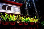 l 阿里山森林遊樂區32