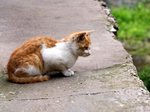 IMG_5394