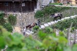 IMG_5421