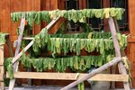 IMG_5467