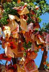 LAM CHUEN WISHING TREE 1
