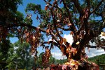 LAM CHUEN WISHING TREE 2