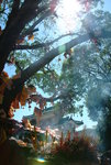 LAM CHUEN WISHING TREE 6