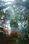 LAM CHUEN WISHING TREE 8