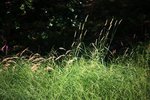 IMG_8567