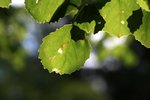 IMG_8641