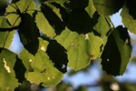 IMG_8643
