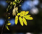 IMG_8671