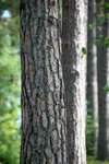 IMG_8752