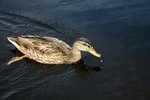 IMG_8798