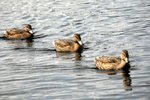 IMG_8811