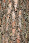 IMG_8895