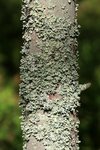IMG_8896