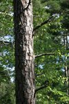IMG_8948
