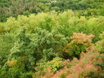 P1477142