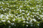 DSC00052