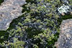 FRENCHMAN'S PEAK, ESPERANCE8