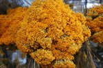DSC09939