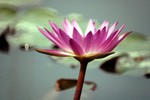 Lotus Farm 3