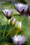 Lotus Farm 10