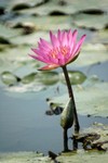 Lotus Farm 11