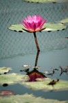 Lotus Farm 12