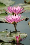Lotus Farm 13