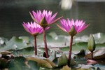 Lotus Farm 14