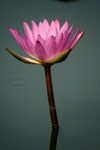 Lotus Farm 15