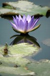 Lotus Farm 16