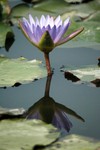 Lotus Farm 17