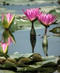 Lotus Farm 18