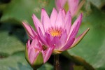 Lotus Farm 19