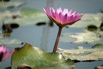 Lotus Farm 20