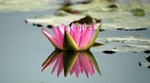 Lotus Farm 21