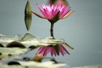 Lotus Farm 22